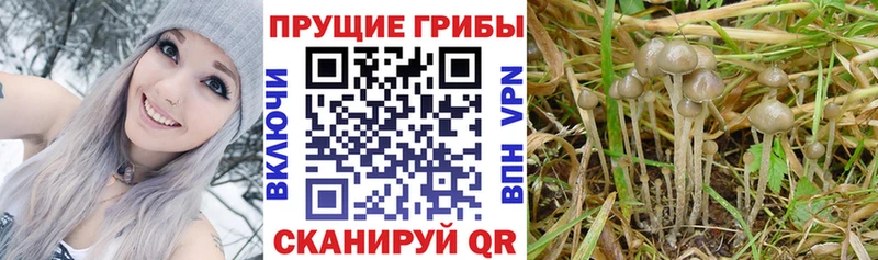 Псилоцибиновые грибы мухоморы  что такое наркотик  ссылка на мегу зеркало  Соликамск 